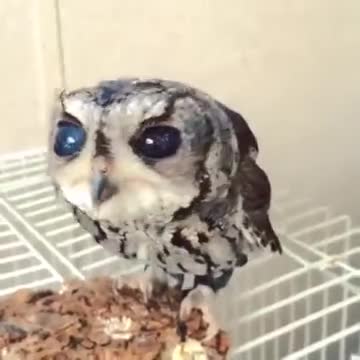 Blind Owl Gets Hand-Fed Worms