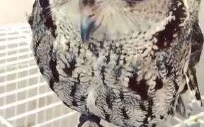 Blind Owl Gets Hand-Fed Worms - Animals - VIDEOTIME.COM