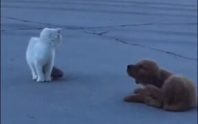 This Tiny Pup Will Make An Amazing Hunter! - Animals - VIDEOTIME.COM
