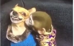 When Bae's Angry All Day & You Try To Cheer Her Up - Animals - VIDEOTIME.COM