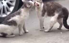 When Bae Is Super Angry And To Try To Cheer Her Up - Animals - VIDEOTIME.COM