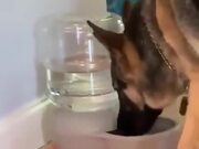German Shepherd Gets Spooked By Water Bubbles!