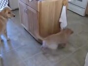 Puppy Going Around In An Endless Loop