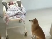 Dogs Can Be Baby Sitters Too! - Animals - Y8.COM
