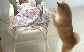 Dogs Can Be Baby Sitters Too! - Animals - VIDEOTIME.COM