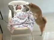 Dogs Can Be Baby Sitters Too! - Animals - Y8.COM