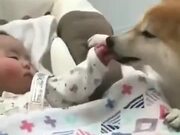 Dogs Can Be Baby Sitters Too! - Animals - Y8.com