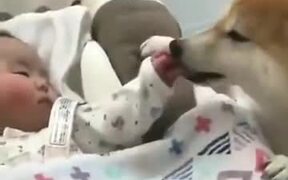 Dogs Can Be Baby Sitters Too! - Animals - VIDEOTIME.COM