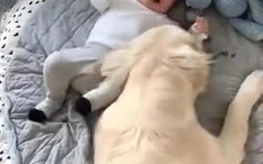 The Best Babysitters! - Animals - VIDEOTIME.COM