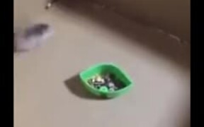 Is This Tokyo Drift: Mouse Edition? - Animals - VIDEOTIME.COM