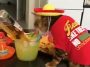 This Cat Is All About The Party Life!