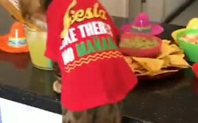 This Cat Is All About The Party Life! - Animals - VIDEOTIME.COM