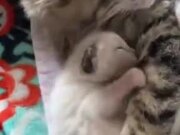 Mommy Catto And Tiny Kitten Cuddling