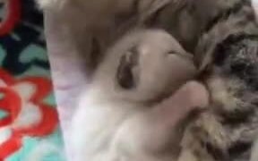Mommy Catto And Tiny Kitten Cuddling - Animals - VIDEOTIME.COM