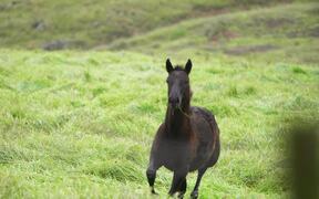 Foal Galloping - Animals - VIDEOTIME.COM