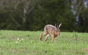 Hare Roaming on Grassland - Animals - VIDEOTIME.COM