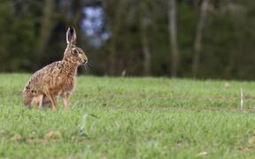 Hare Roaming on Grassland - Animals - VIDEOTIME.COM