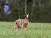 Hare Roaming on Grassland