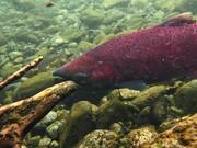 Red Chinook Salmon