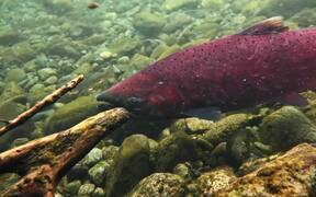 Red Chinook Salmon - Animals - VIDEOTIME.COM