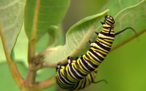Close Up Of Caterpillar - Animals - VIDEOTIME.COM