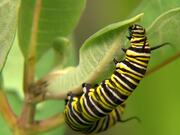 Close Up Of Caterpillar