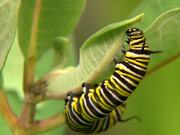 Close Up Of Caterpillar