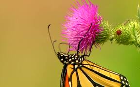 Butterfly Collecting Nectar - Animals - VIDEOTIME.COM