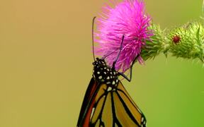 Butterfly Collecting Nectar - Animals - VIDEOTIME.COM