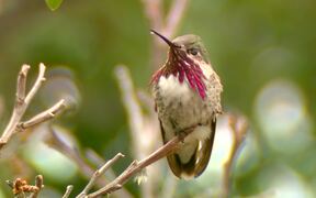 Male Calliope Hummingbird - Animals - VIDEOTIME.COM