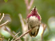 Male Calliope Hummingbird