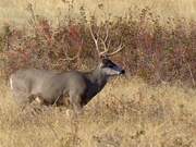 Mule Deer Grazing on Prairie