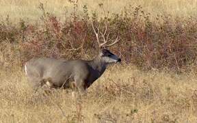 Mule Deer Grazing on Prairie - Animals - VIDEOTIME.COM