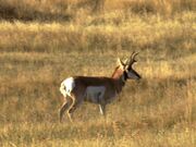 Pronghorn Antelopes Rutting