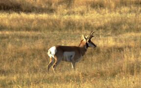 Pronghorn Antelopes Rutting - Animals - VIDEOTIME.COM