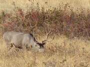 Mule Deer Grazing on Prairie