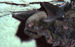 Bat Waking Up - Animals - VIDEOTIME.COM