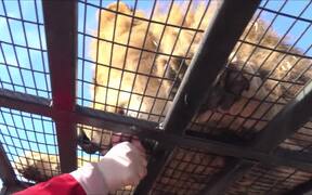 Lion Feedings At Safari Park - Animals - VIDEOTIME.COM