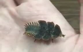 The World Of Insects Is A Very Weird One! - Animals - VIDEOTIME.COM