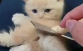 Have You Seen A Kitten Cuter Than This? - Animals - VIDEOTIME.COM