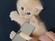Have You Seen A Kitten Cuter Than This?