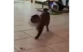 Is This A Fashion Show For Cats? - Animals - VIDEOTIME.COM