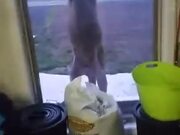 Kangaroo Wants To Come Inside And Chill!