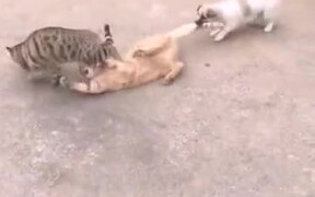 When You Have No Rope For Tug Of War! - Animals - VIDEOTIME.COM