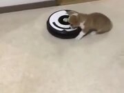Corgi Puppy Is Very Unhappy About The Robot!