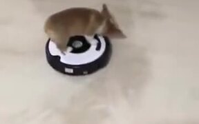 Corgi Puppy Is Very Unhappy About The Robot! - Animals - VIDEOTIME.COM