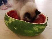 Cat Has Mastered The Art Of Eating