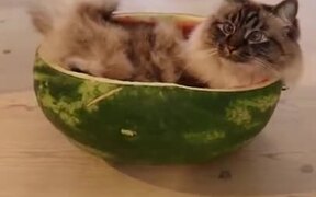 Cat Has Mastered The Art Of Eating - Animals - VIDEOTIME.COM