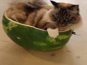Cat Has Mastered The Art Of Eating