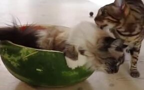 Cat Has Mastered The Art Of Eating - Animals - VIDEOTIME.COM